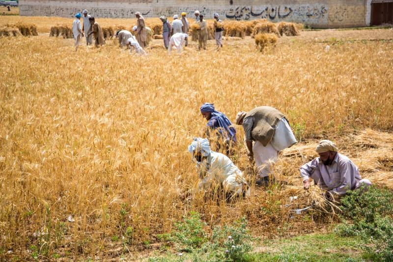 Pakistan's Agriculture Sector In Need Of Revival