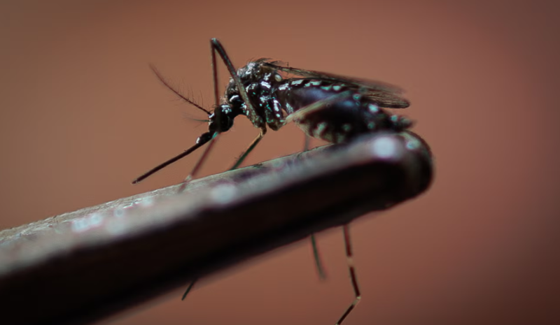 Dengue Death Toll Mounts in Brazil with Thousands Infected